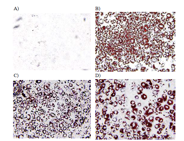 Effects of f extracts from Wasabia koreana Nakai according to solvent fractionations on the microscopic morphological changes of differentiated 3T3-L1 preadipocytes. A) CON, negative control; B) MDI, traeted MDI(0.5 mM IBMX + 1 μM Dexamethasone + 1 μg/mL Insulin); C) traeted 30 ppm Methanol Wasabia koreana Nakai fraction D) traeted 30 ppm Water 30 ppm Wasabia koreana Nakai fraction