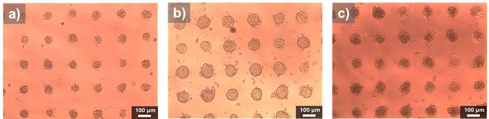 원형 입자 패턴(직경; 100 μm) 기판의 세포독성 결과; a) 섬유아세포 (NIH3T3), b) 대장암세포 (HT-29), c) 폐암세포 (A-594) 결과, 세포배양 4일차, 4만/well (96well plate)