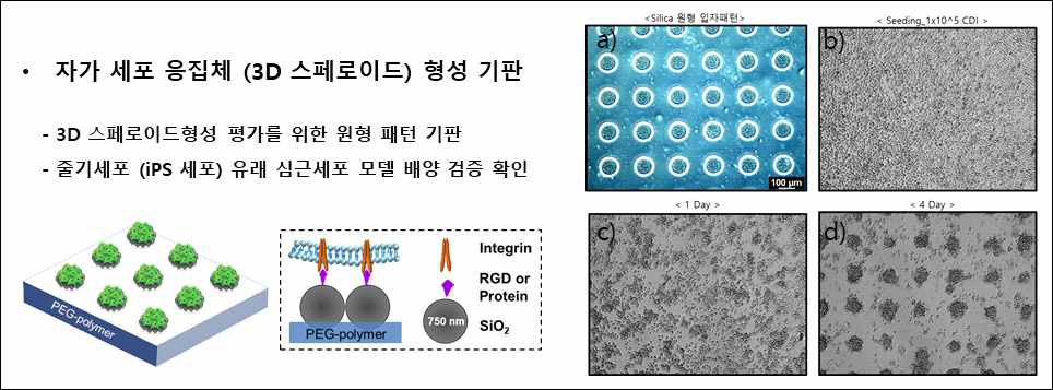 실리카 원형 입자 패턴(직경; 100 μm) 기판 모식도 및 기판의 광학적 이미지 (a~d), 시간에 따른 심근세포 구조체의 변화 양태 (2D ☞ 3D) 이미지