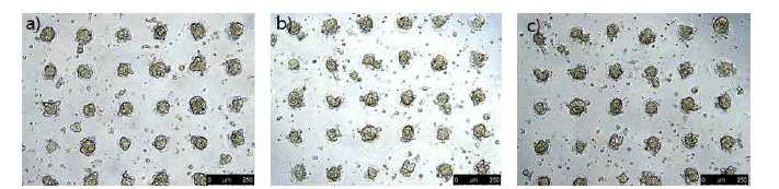 대면적의 재현성 평가를 위하여 각기 다른 기판에서 제작된 3D 심근세포 구조체 (a~c)