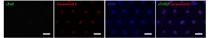 cTnT, Connexin 43, DAPI로 염색된 3D 심근세포의 형광 이미지