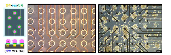실리카 입자패턴이 MEA 전극위에 형성된 3D 세포 스페로이드 융합형 바이오칩; Au 전극 및 입자패턴 광학적 이미지 (a), 바이오칩에 형성된 3D 심근세포 스페로이드