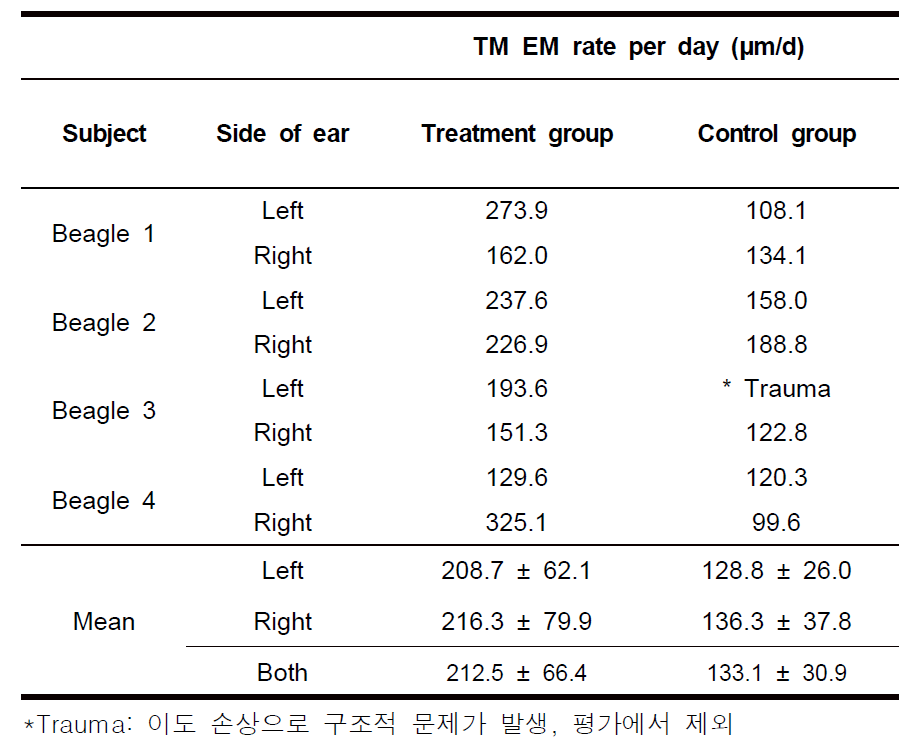 개 고막 상피세포 이주(TM EM) 속도