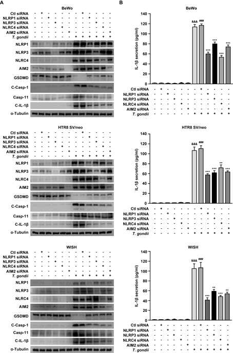 NLRP1, NLRP3, NLRC4 and AIM2 gene knockdown attenuated pyroptosis in T. gondii-infected placental cells. BeWo, HTR8 SV/neo and WISH cells were transfected with control siRNA or specific NLRP1, NLRP3, NLRC4 and AIM2 siRNAs and infected with T. gondii. (A) Protein levels of inflammasome and pyroptosis related protein levels were Western blotting. (B) The IL-1β secretion levels were evaluated by ELISA