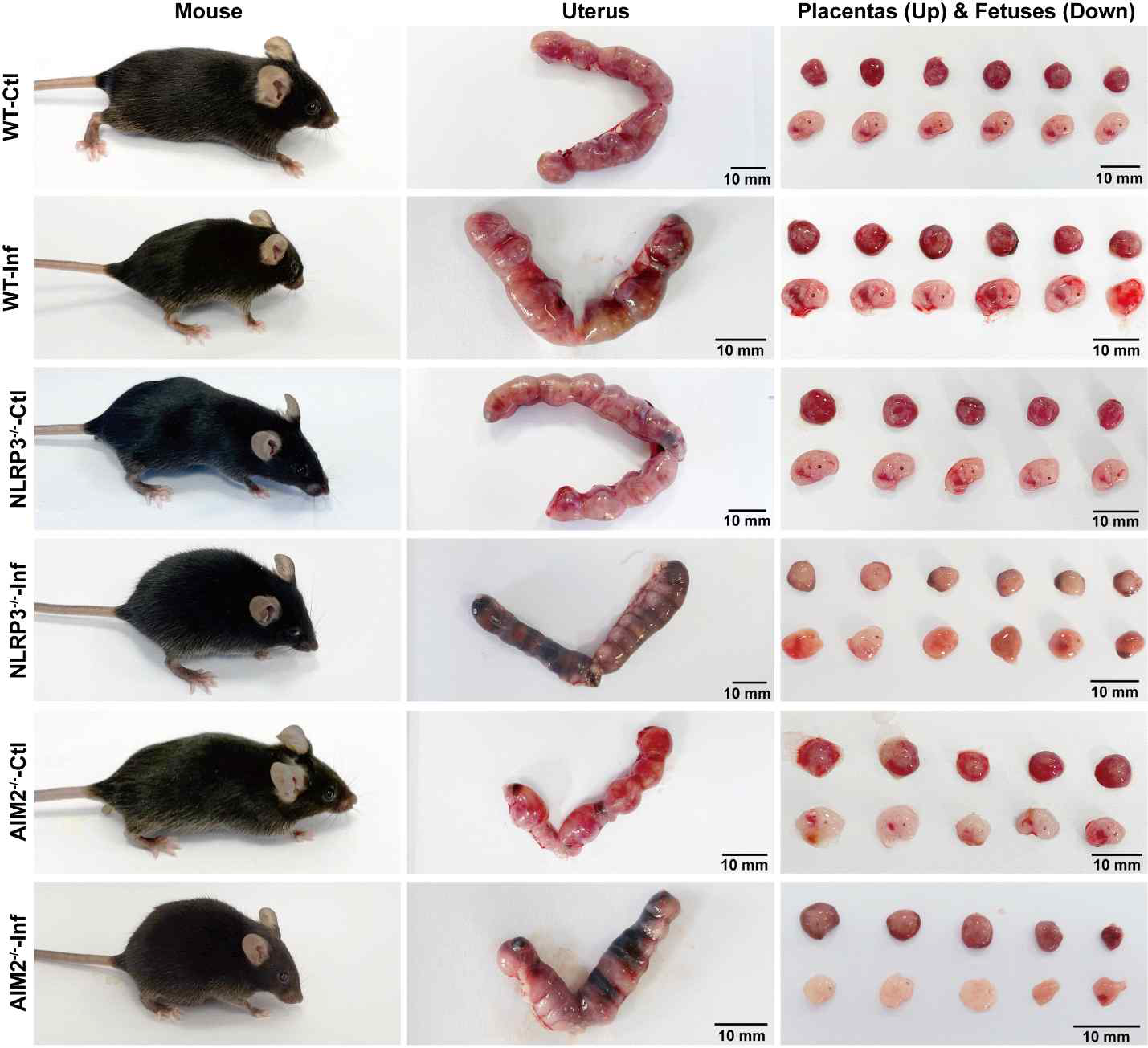 The impact of NLRP3 and AIM2 on abnormal pregnancy outcomes caused by T. gondii infection in mice. Uninfected mice were healthy and normal fetuses and placentas. Infected mice were lethargic, and fetuses and placentas were inflamed with hyperemia. NLRP3−/−and AIM2−/−infected mice were spiritual malaise, and showed more absorbed fetuses