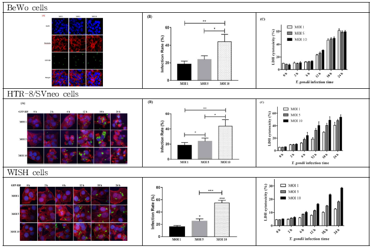 T. gondii infection increased the cellular cytotoxicity. (A) BeWo, HTR-8/SVneo and WISH cells were infected with the T. gondii GFP-RH strain at MOI 1, 5, 10 for 2 h, and fixed and stained with Texas Red-Phalloidin and DAPI, and then visualized by confocal microscopy. (B) The number of T. gondii-infected cells and the total number of cells were counted and the T. gondii infaction rates were calculated. (C) Cell supernatants were harvested 0, 2, 6, 12, 18 or 24 h post-infection and Lactate dehydrogenase activity (LDH) were measured