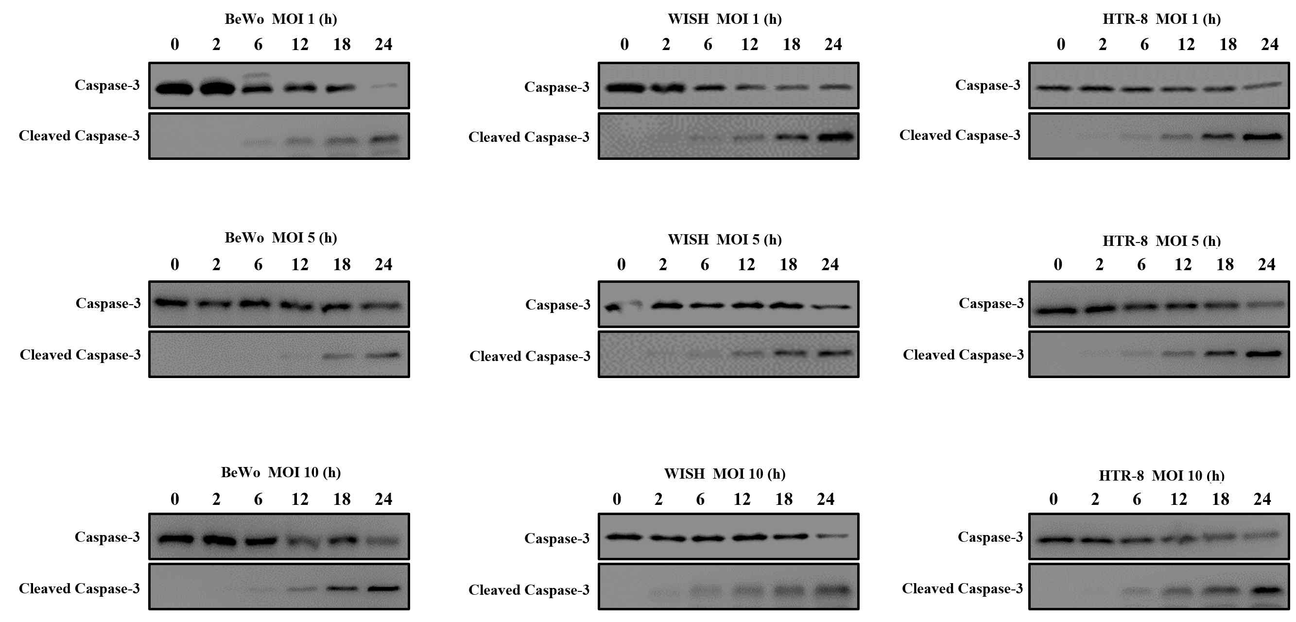 T. gondii infection induced host cell apoptosis. BeWo, HTR8 SV/neo and WISH cells were infected with T. gondii GFP-RH strain at MOI of 1 and 5 for 0, 2, 6, 12, 18 and 24 h