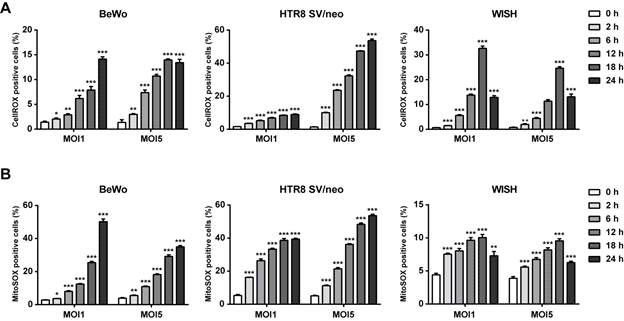 T. gondii induced cytosolic and mitochondrial ROS production in the placental cells. BeWo, HTR8 SV/neo and WISH three kinds of placental cells were infected with T. gondii at MOI of 1 and 5 for 0, 2, 6, 12, 18 and 24 h. (A) Intracellular and (B) mitochondrial ROS levels were measured by flow cytometry after CellROX and MitoSOX staining. Data are expressed as the mean ± standard deviation of three experiments. *P < 0.05, **P < 0.01, ***P < 0.001 compared with mock-infected control c