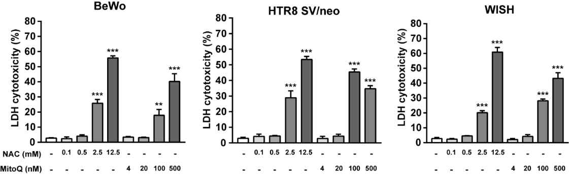 LDH cytotoxicity of placental cells after treatment of ROS scavengers. BeWo, HTR8 SV/neo and WISH three kinds of placental cells were pre-incubated with the indicated concentration of N-acetyl cysteine (NAC) or mitoquinone (MitoQ) for 2 h and incubated for a further 24 h and LDH level in the supernatnant were measured. The percentage of cytotoxicity was represented as the as the mean ± SD of at least 3 independent experiments. P < 0.05, **P < 0.01, ***P < 0.001, as compared to the control group