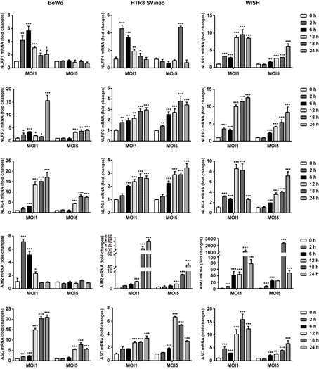 Induction of NLRP1, NLRP3, NLRC4, AIM2 and ASC mRNA expression in response to T. gondii infection in three kinds of placental cells. BeWo, HTR8 SV/neo and WISH cells were pre-infected with T. gondii at MOI1 or MOI5 for 0, 2, 6, 12, 18 and 24 h. Expression of indicated mRNA expression was evaluated by qRT-PCR. Each PCR reaction was carried out with three parallels. *P < 0.05, **P < 0.01, ***P < 0.001 compared with mock-infected control cells