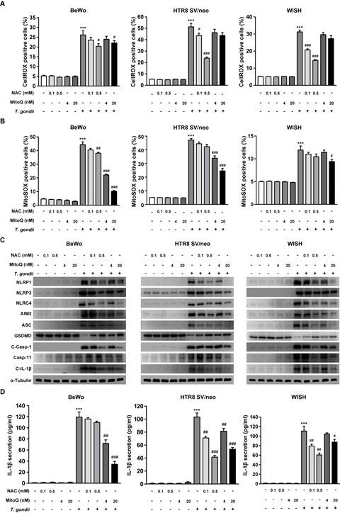 ROS scavenger NAC or mitochondrial ROS scavenger (MitoQ) inhibited the activation of inflammasomes and pyroptosis in T. gondii-infected placental cells. (A) Intracellular and (B) mitochondrial ROS levels were measured by flow cytometry. (C) The protein levels of inflammasome and pyroptosis related proteins were assessed using western blotting analysis. (D) The IL-1β secretion levels were evaluated by ELISA