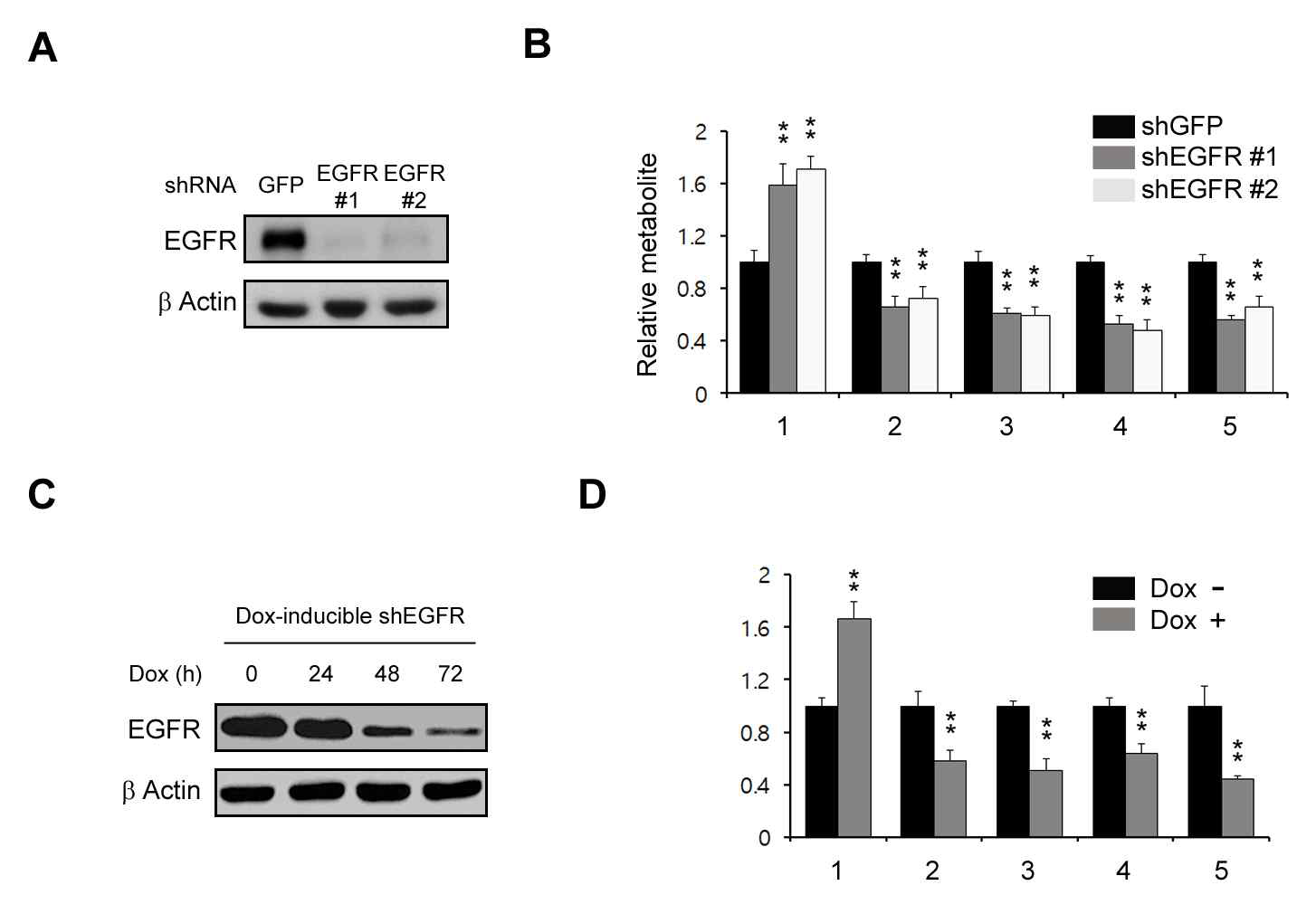 Targeted-metabolomics 분석. 1: Choline, 2: Phosphocholine, 3: CDP-choline, 4: Phosphatidylcholine, 5: Sphingomyelin