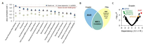 Elastic net model을 통한 Erastin 반응성 예측 모델 확립 (A). Erastin과 ferroptosis 유도 약물의 기전 분석 (B). Erastin 내성과 민감 세포주의 DEG 에 따른 erastin 민감도 분석 (C)