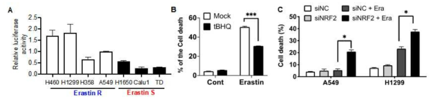 Erastin 내성세포주와 민감 세포주에서의 NRF2 활성 검증 (A). tBHQ (NRF2 activator) 처리 후 Erastin에 대한 세포 사멸 분석 (C) NRF2 knockdown 후 Erastin에 대한 세포 사멸 분석