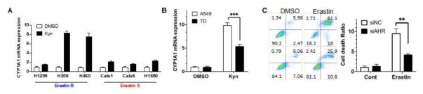 Erastin 내성 세포주와 민감세포주에서 CYP1A1 발현 확인 (A) Kyn 처리 후 CYP1A1 발현 차이 확인 (B) AHR knockdwon 후 erastin에 의한 세포사멸 분석 (C)