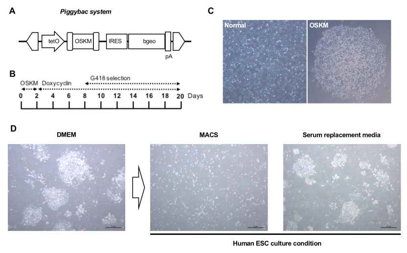 PiggyBac transposon system을 이용한 종양세포의 리프로그램 (A) PiggyBac system 의 개요 (B) 리프로그램 과정의 모식도 (C) 리프로그램 후세포형의 변화 (D) 배양배지 조건에서의 세포형의 변화