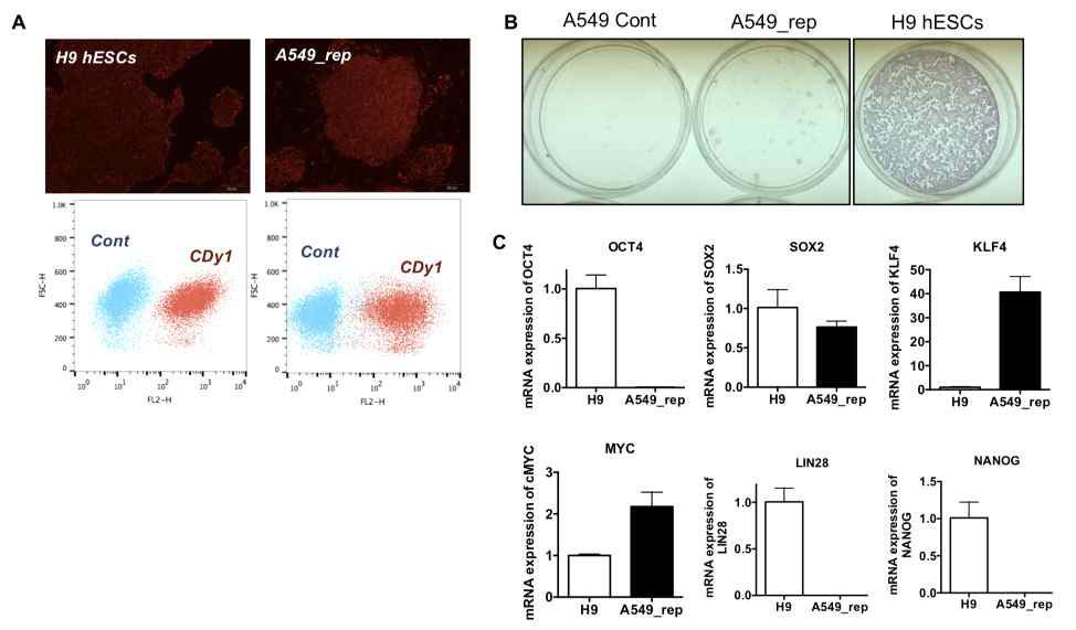 리프로그램 종양세포의 특성 분석 (A) 만능줄기세포 선택적인 형광화합물 CDy1 의 형광 염색 반응성 (B) Alkaline phosphatase 활성 (C) 인간배아줄기세포와의 pluripotency 대표 유전자의 발현 비교 real-time PCR