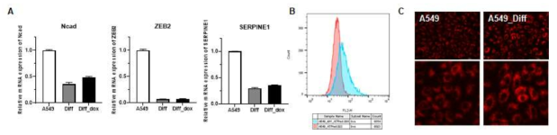 자발적 분화 모델 구축 후 meshenchymal cancer 의 마커 발현 확인 (A) 자발적 분화 세포의 ATP level 확인 (B-C)