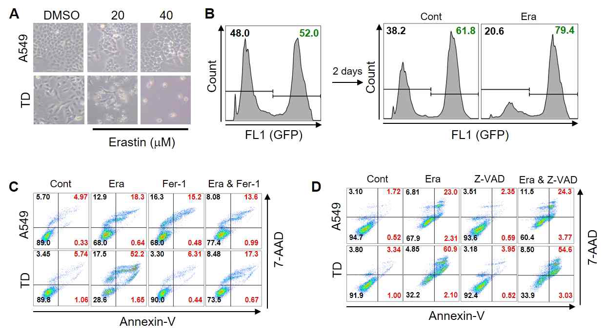 Mesenchymal cancer cell의 Erastin 약물의 반응성. (A-B) Epithelial cell type (A549) 와 Mesenchymal cancer cell (TD)에 Erastin 처리후 세포의 모양변화 (A) 세포 사멸 분석 (B). Ferroptosis inhibitor (C-D) Ferroptosis 억제제 (C) 와 Apoptosis 억제제 (D) 처리 후 세포사멸 정도 분석
