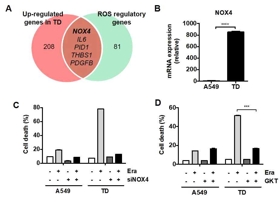 Mesenchymal cancer cell에서의 NOX4의 발현 및 Ferroptosis의 역할 (A) RNA-seq 분석 (B) mesenchymal cancer cell에서의 NOX4의 발현 증가 (C-D) siRNA (C)와 NOX inhibitor (D)를 통한 NOX4 억제에 따른 세포사멸 분석