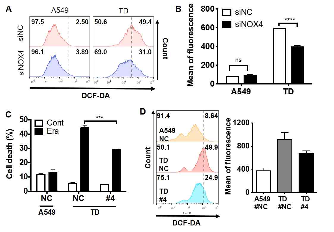 NOX4의 발현과 Ferroptosis의 상관관계 (A-B) Epithelial cancer cell (A549)와 mesenchymal cancer cell (TD)에서 NOX4의 발현 억제에 따른 ROS 양 확인 (C-D) NOX4의 발현을 억제한 세포주 확립 후 ferroptosis 에 의한 세포사멸 (C)과 ROS 생성 (D) 확인