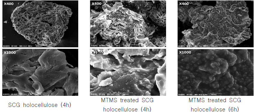 SEM images of non-treated and MTMS treated SCG holocellulose(4 and 6 hours delignified SCG)