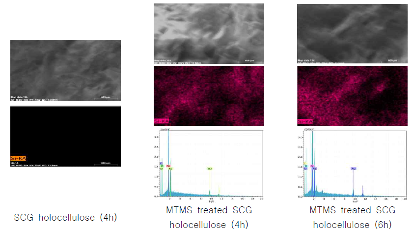 SEM images of non-treated and MTMS treated SCG holocellulose(4 and 6 hours delignified SCG)