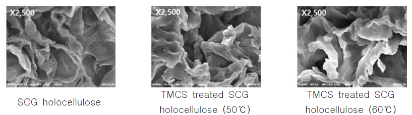 SEM images of TMCS treated SCG holocellulose