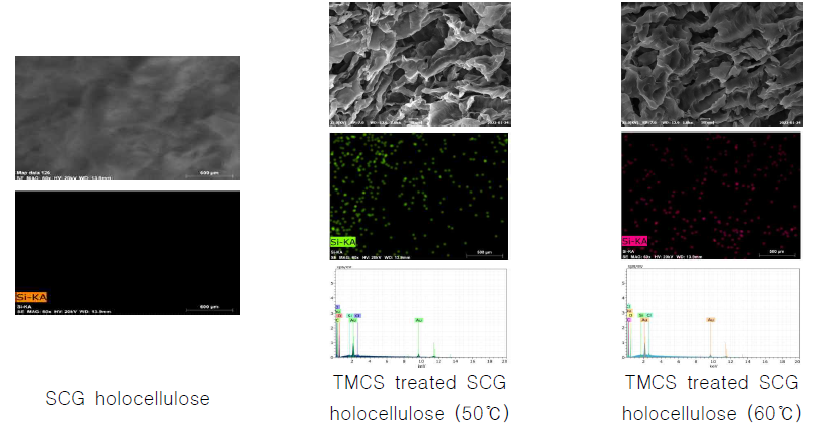 SEM and EDS images of TMCS treated SCG holocellulose