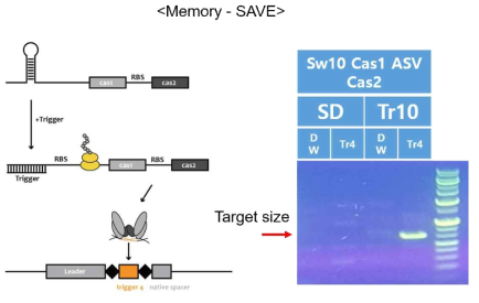 메모리 저장(save) 시스템 설계 및 효율 검증. Cas 단백질을 바탕으로 특정 상황에서 원하는 서열을 유전자 메모리 내에 저장하고, 이를 다시 불러올 수 있는 시스템을 개발함