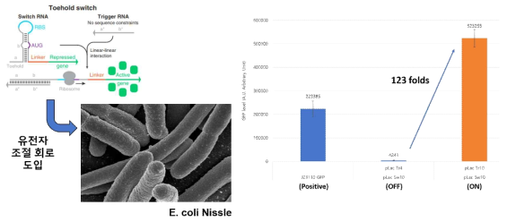 프로바이오틱스 Nissle 균주에서의 합성 유전자회로 기능 검증 핵심 실험결과
