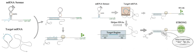 mRNA 센서 설계 및 Helper 도입 전략. toehold switch는 디자인 된 hairpin 구조를 통해 RBS(ribosome binding site) 와 개시코돈으로의 접근을 방해 함으로써 번역을 억제함 (좌측 위쪽 그림). 목표 mRNA 내 목표 서열과의 상호작용을 통해 억제된 유전자의 번역을 개시함으로써 목표 mRNA의 존재 여부를 확인할 수 있음. helper RNA의 도입을 통해, 기존 시스템에서 목표 mRNA의 목표 서열 주변에 존재하는 2차 구조를 해소함으로써 toehold switch에 의한 목표 mRNA의 상호작용이 더욱 강하게 나타날 수 있음 (우측 그림)