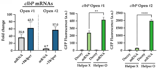 helper RNA 도입을 통한 mRNA 센서 성능향상 핵심 실험 결과. mRNA 센서 디자인을 위해 목표 mRNA 서열 가운데 2차 구조가 상대적으로 적은(Opened) 서열을 제안하는 자동화된 알고리즘을 활용해 센서를 디자인하였고, 향상된 비율로 감지 능력이 우수한 (30배 이상) 센서를 발굴함. 또한 helper RNA 의 도입을 통해 감지 능력이 떨어지는 센서(4.7배)에 대해서도 감지 능력을 유의미하게 향상(57배) 시킬 수 있음을 확인함