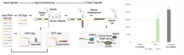 CRISPR 시스템 기반의 유전자 발현 조절 모듈 설계 및 핵심 실험 결과. Input RNA 유무에 따라 sgRNA 의 기능을 조절하여, 타겟 유전자인 GFP 형광단백질의 전사를 억제할 수 있음을 보임