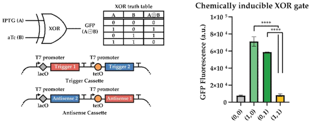 핵산 기반의 XOR 논리회로 설계 및 대장균 내 회로 구현을 통한 핵심 실험결과
