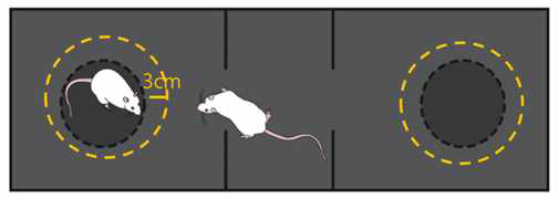 three chamber (sociability) behavior test 방법