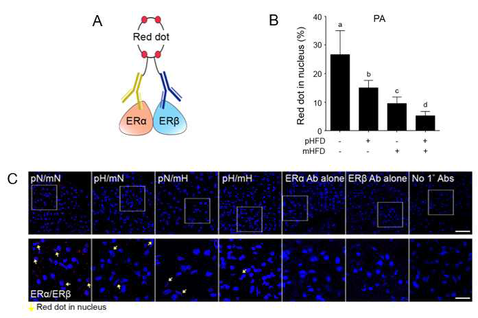 부모의 식이에 따른 자녀의 estrogen receptor alpha와 estrogen receptor beta의 인터렉톰 변화