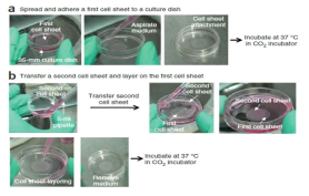 PIPAAm으로 코팅된 dish에서 세포시트 제작 과정
