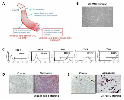 hUCMSC의 세포형태(A), 중간엽줄기세포의 표면단백질 발현(B), 중간엽계열로의 분화능(C) 검증을 통한 줄기세포성 확인