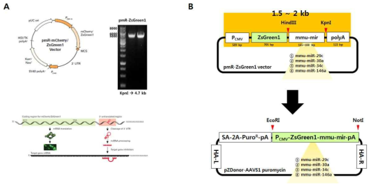 pZDonor-AAVS1 vector 제작을 위한 pmR-ZsGreen1 vector (A)와 donor vector construct 제작 과정 (B)