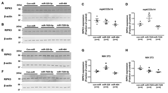 마우스 신장 집합관 세포 (mpkCCDc14) 및 마우스 섬유아세포 (NIH3T3)에서 동정한 네 개의 miRNAs 형질 주입에 의한 RIPK3 단백 발현 변화