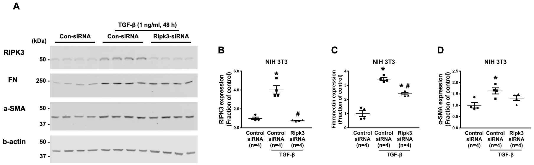 마우스 섬유아세포 (NIH3T3)에서 Ripk3 녹다운에 의한 TGF-β 유도의 섬유화 마커 (fibronectin, α-SMA) 발현 변화 확인