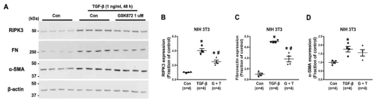 마우스 섬유아세포 (NIH3T3)에서 Ripk3 억제제 (GSK872)에 의한 TGF-β 유도의 섬유화 마커 (fibronectin, α-SMA) 발현 변화 확인