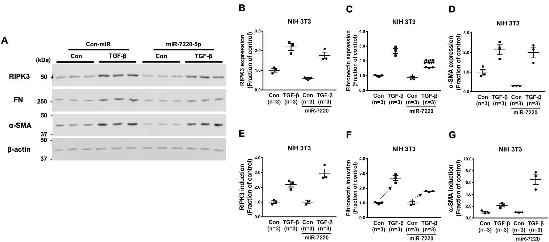 마우스 섬유아세포 (NIH3T3)에서 Ripk3를 타깃하는 miR-7220-5p에 의한 TGF-β 유도의 섬유화 마커 (fibronectin, α-SMA) 발현 변화 확인