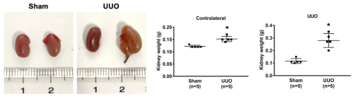 각 그룹에서 요관을 묶지 않은 우측 신장 (contralateral) 및 요관을 묶은 후 절단한 좌측 신장 (UUO)의 크기 및 무게