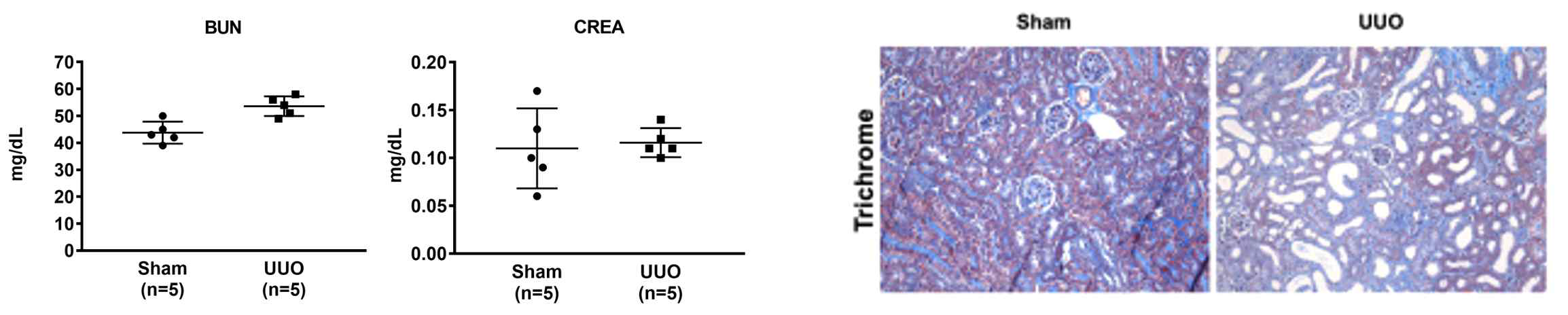 각 그룹의 BUN 및 크레아티닌 (CREA) (왼쪽), 각 그룹의 요관을 묶은 후 절단한 좌측 신장 (UUO)의 trichrome 염색 (오른쪽)