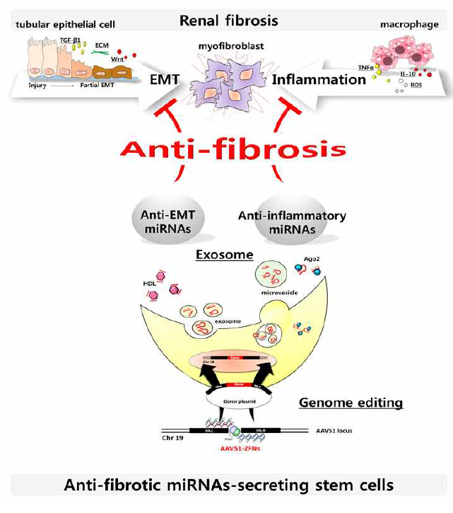 만성콩팥병 줄기세포 치료제 개발을 위한 모식도 (본 연구의 개요). 항 신장 섬유화를 제어할 수 있는 miRNAs를 지속적으로 분비 가능한 줄기세포를 유전체 편집 기술을 이용하여 제작하고, miRNAs 함유 엑소좀으로 투여 혹은 miRNAs 분비 줄기세포 시트 형태로 이식한 후 줄기 세포 치료제의 효능을 검증하고자 함. 또한 신장 RNA-Seq분석을 통해 줄기세포 치료제의 치료 기전을 규명하고, 새로운 항 신장 섬유화 타겟 유전자를 발굴하여 만성콩팥병 병인 연구 및 치료에 응용하고자 함