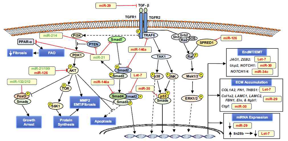 TGF-β신호전달계를 바탕으로 한 신섬유화 조절 miRNAs [Wenshan L. et al. Physiol Genomics. (2018)]