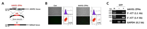 (선행연구결과) AAVS1-ZFNs로 유전체 편집(A) 후, 유전자 삽입률은 약 3%로 관찰되며(B), 삽입유무는 5‘-, 3’-Junction PCR을 통해 확인됨(C)