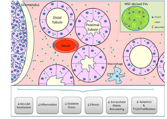 MSC 유래 엑소좀의 신장에서의 재생 효과 [Arash N. et al. Stem cell Res Ther. (2017)]